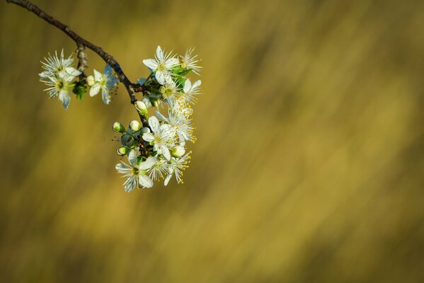 Boccioli di fiori su un ramo segno di primavera