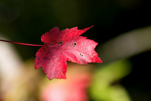 Ahornblatt zeigt Herbst