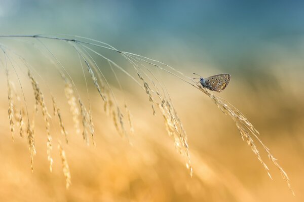 Mite sur l herbe derniers jours