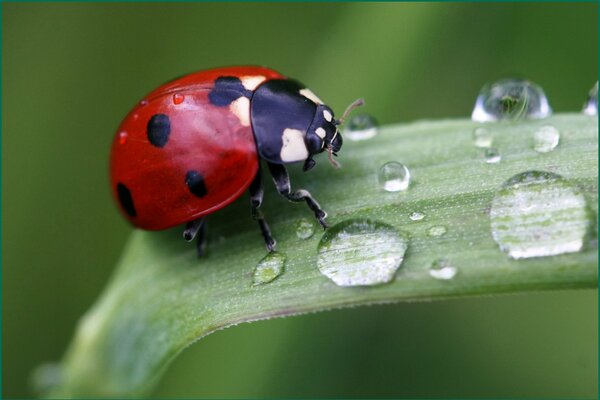 Coccinelle sur les gouttes de rosée