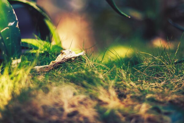 Photo d herbe, verdure près de