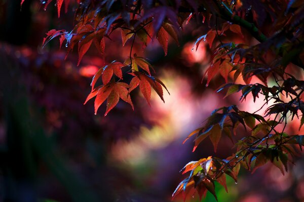 Maple leaves close-up in crimson tones