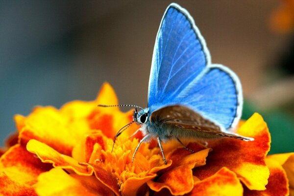 Flor amarilla con mariposa