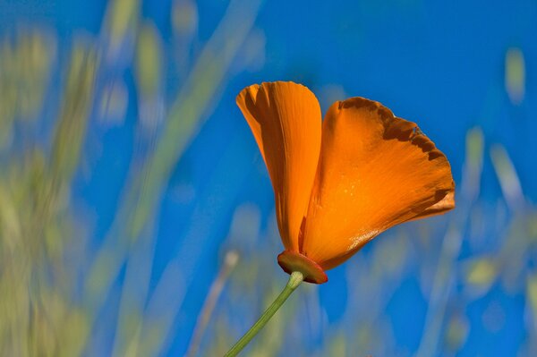 There is an orange flower in the blue sky