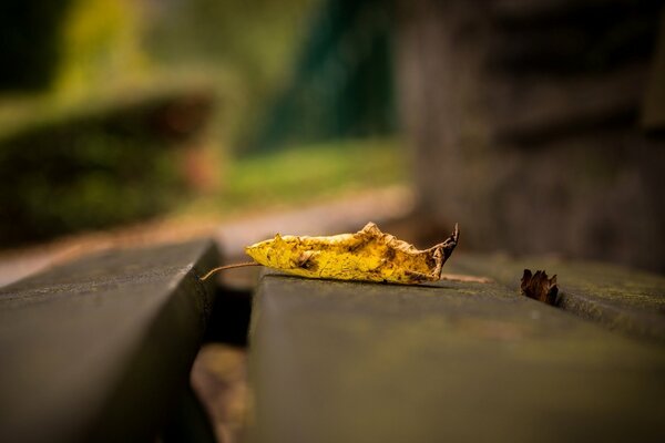 A wilted yellow leaf on the board