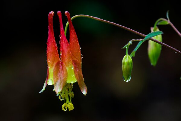 Flor en el tallo en gotas de rocío