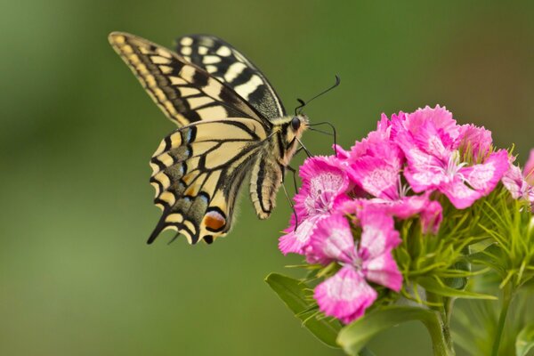 Macro photography. Butterfly on a carnation