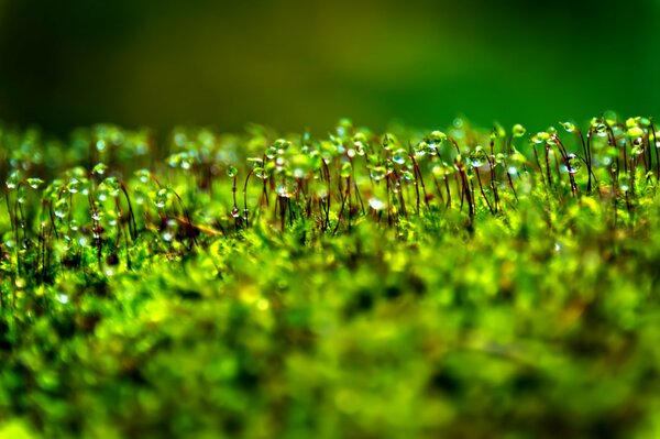 Bokeh dew drops on moss