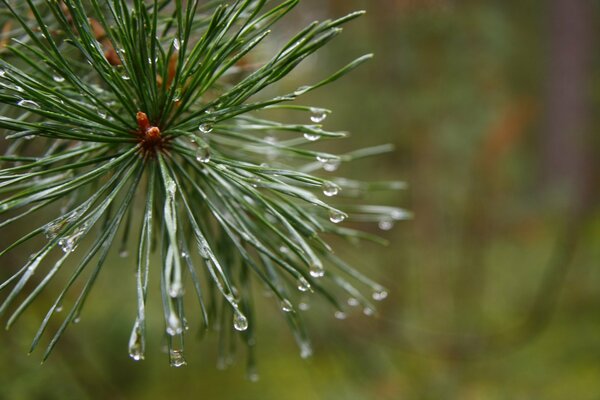 Tannenzweig mit Tannenzapfen nach Regen