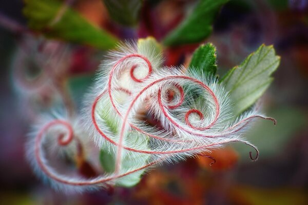 A miracle of nature, either a leaf or tendrils of flowers