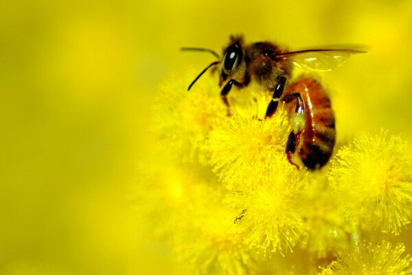 Una abeja se sienta en un diente de León amarillo brillante