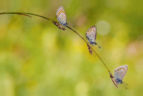 Schmetterlinge im Sommer auf dem Rasen