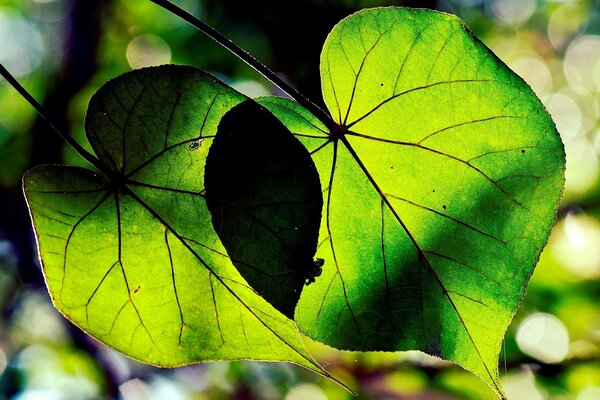 Feuilles vertes d un arbre au soleil