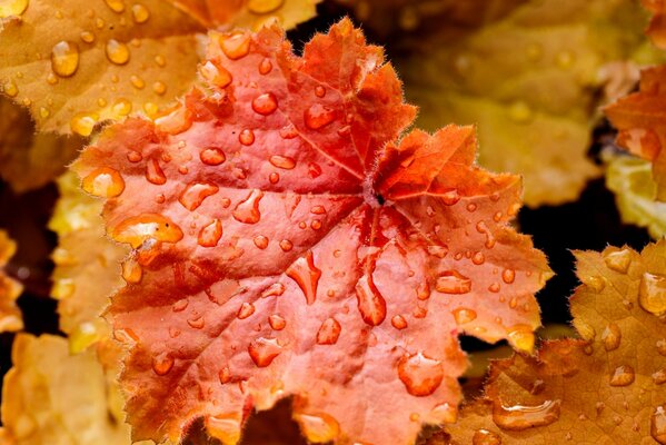 Hojas de otoño brillantes en gotas de lluvia