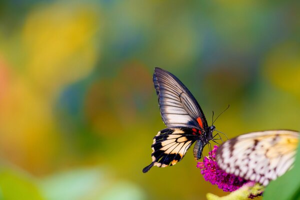 Papillon sur fond de fleur rose