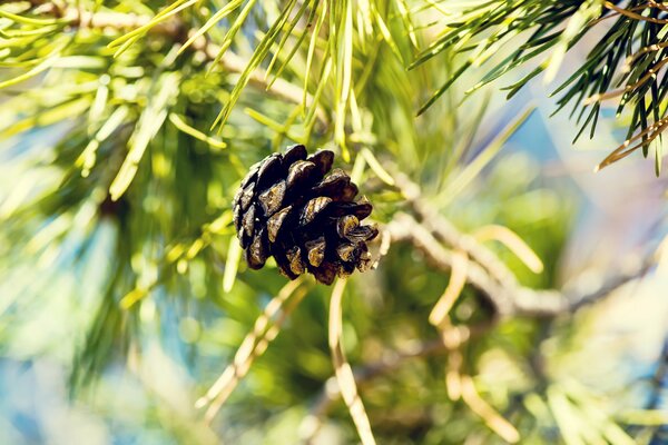 Photo wallpaper , spruce and pine cone