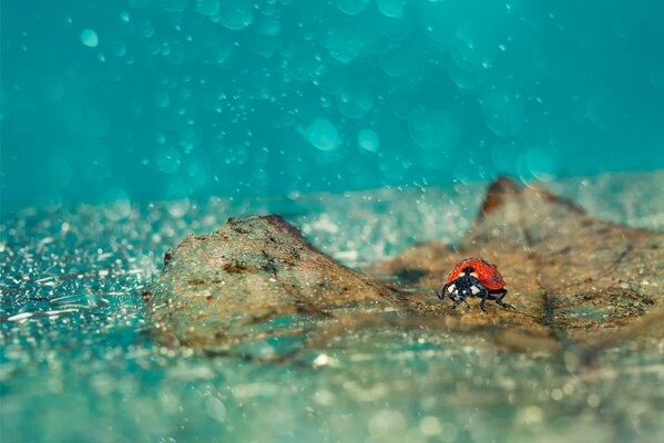 Marienkäfer im Regen mit Blättern