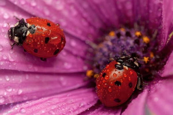 Ladybugs are sitting on a flower