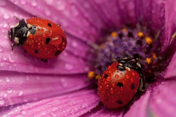 Le coccinelle si siedono su un fiore