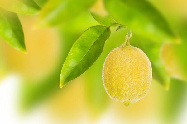 Limone con foglie su sfondo sfocato