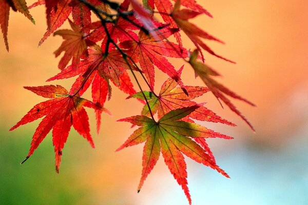 Feuille rouge jaune automne