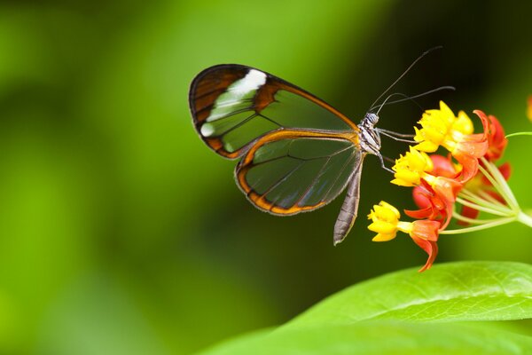 Durchscheinender Schmetterling auf einer gelb-orangefarbenen Blume