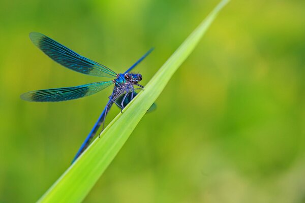 A blue dragonfly sits on a leaf of grass