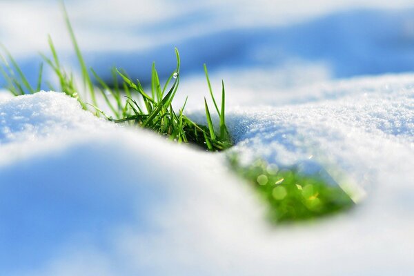 Grünes Gras in Schneewehen ist erstaunlich