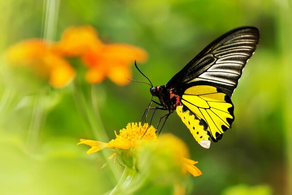 Gelbe Blume mit gelbem Schmetterling