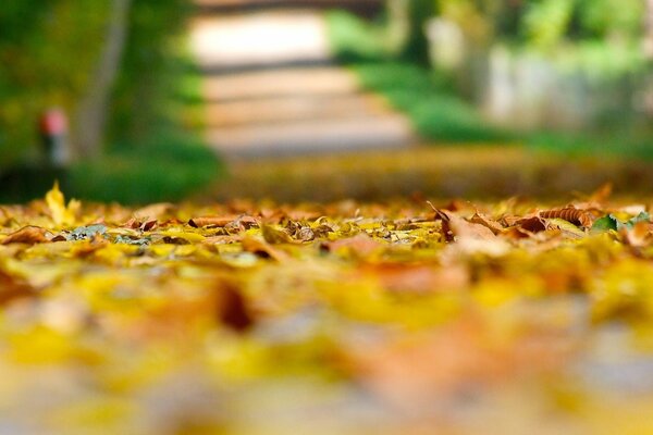 Fond d écran d automne avec l image des feuilles mortes