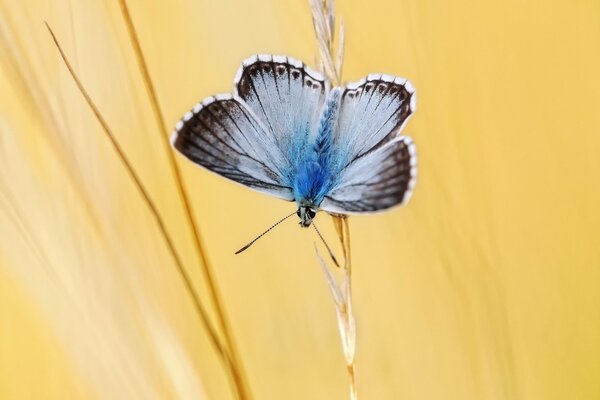 Ein kleiner Schmetterling sitzt auf einem Koloss