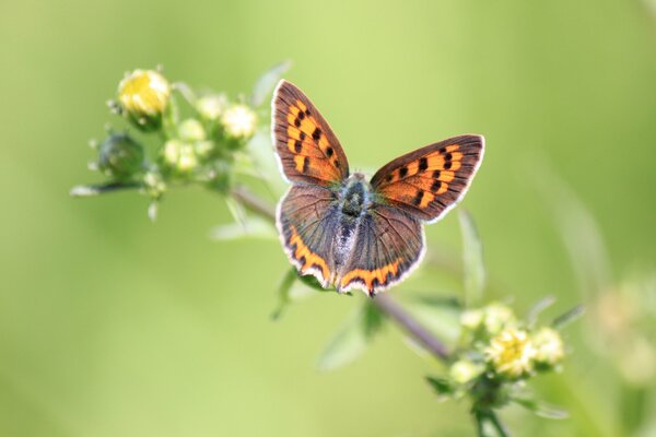 A butterfly sits on a plant with yellow buds