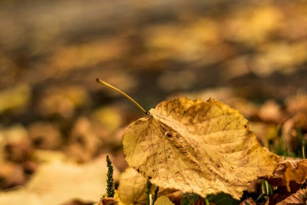 Feuilles d automne fanées sur le sol