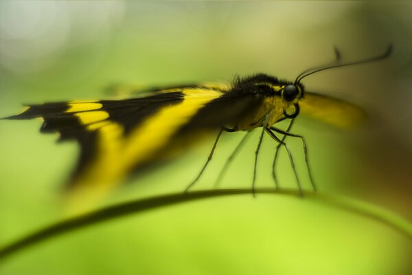 Bokeh piękny motyl na źdźble trawy