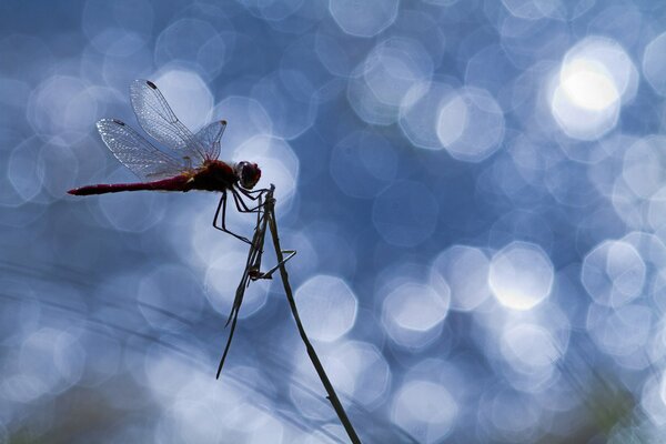 Libellula nel bagliore del sole