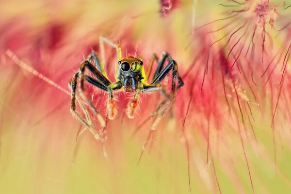 Foto ingrandita di un ragno con zampe pelose