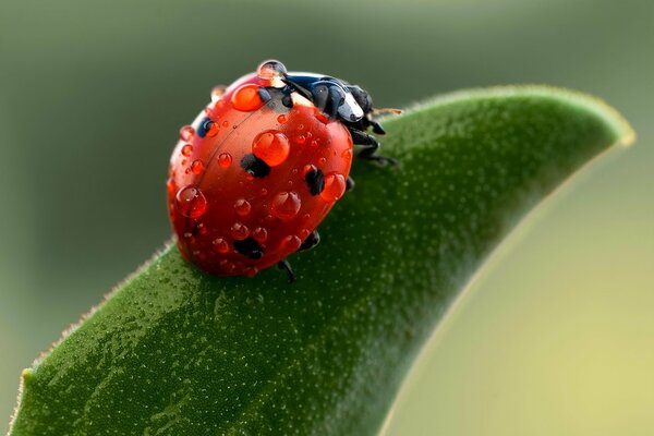 Coccinella su un filo d erba in gocce di rugiada