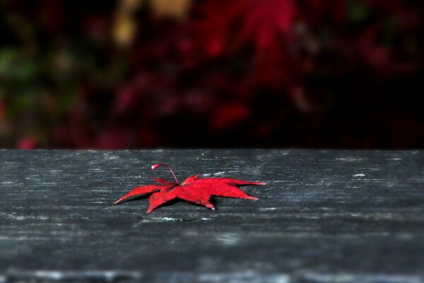 Feuille d érable rouge se trouve sur un tableau noir