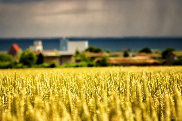 Campo seminato ai margini del villaggio