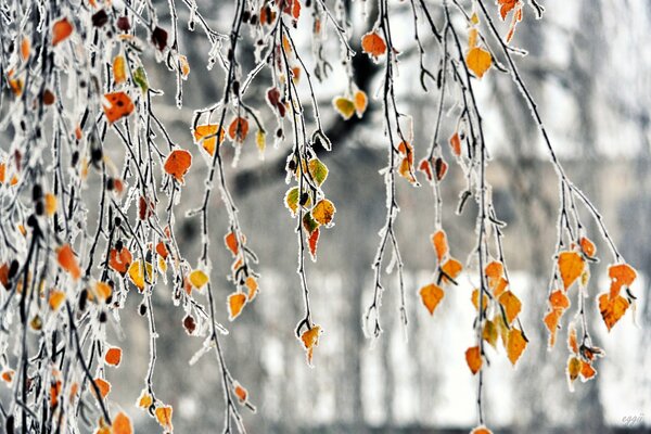 Rami di fogliame autunnale cosparsi di brina