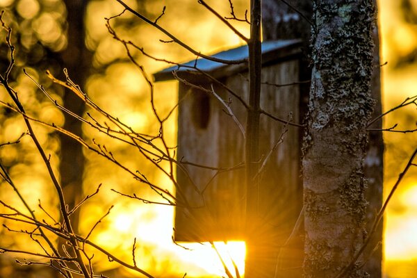 Vogelhäuschen auf einem Baum im Hintergrund der Morgendämmerung