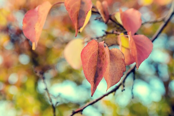 Otoño naturaleza hojas en una rama