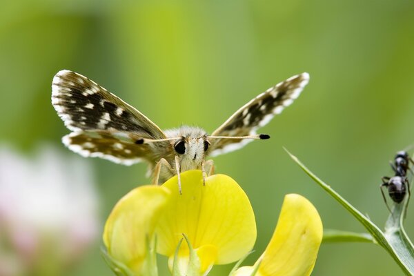 Foto cercana de una mariposa con zarcillos. Flor amarilla y hermosa mariposa en él. Foto naturaleza minimalismo fondos de pantalla