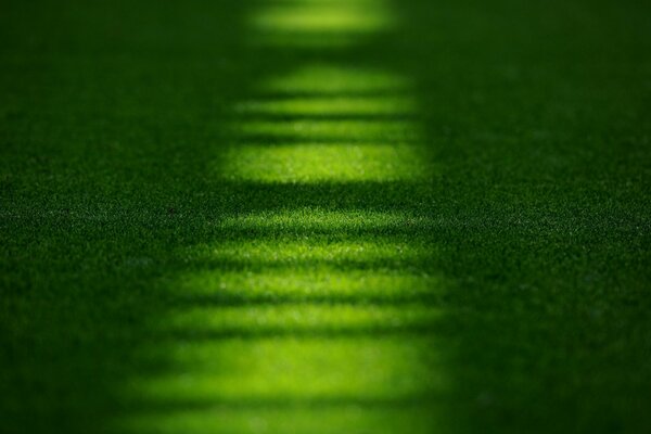 Stadion w Emiratach boisko z trawą murawa makro