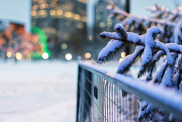 Äste fichten im Schnee am Zaun