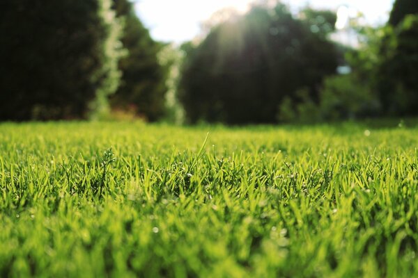 Beautiful Photo of grass , nature in the morning