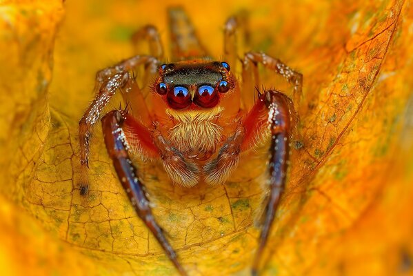 Autumn yellow leaf with a spider