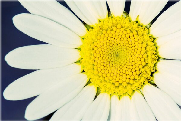 Petali bianchi di una splendida Margherita