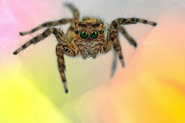 Big-eyed spider jumper on a multicolored background