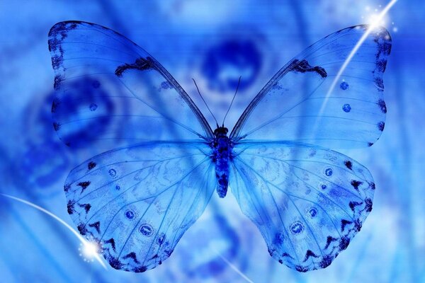 Крылья бабочки на синем фоне